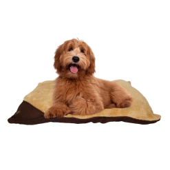 All For Paws Coussin En Laine AFP